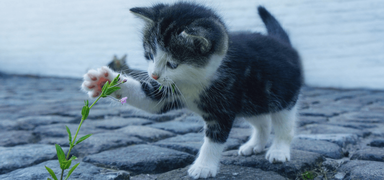 子猫が花と遊ぶようす