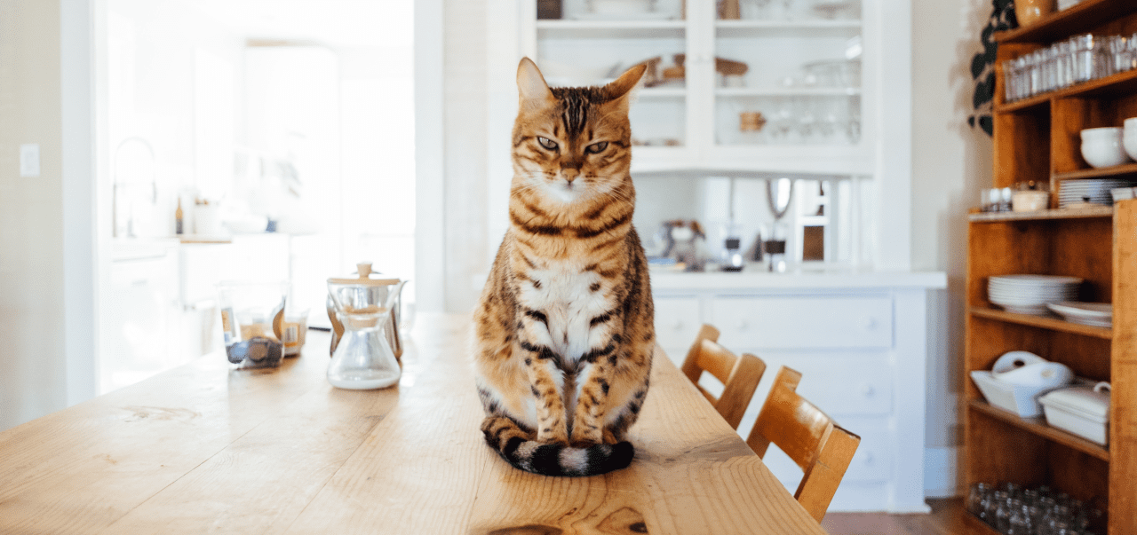 テーブルの上で迷う猫