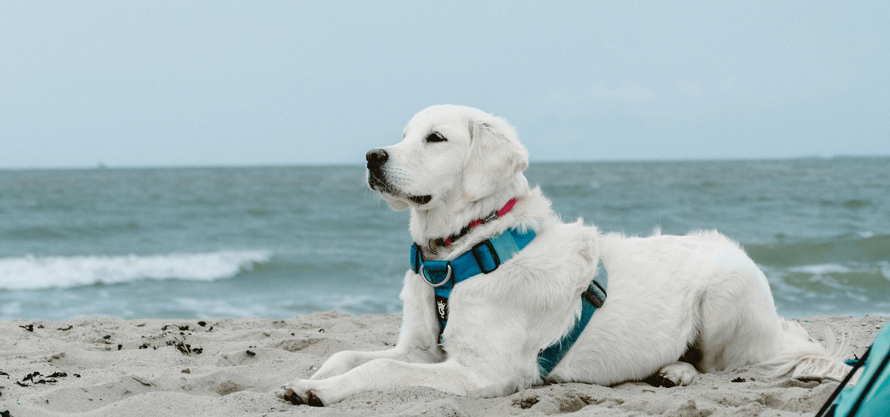 ニュージーランドで海に汚染水、留学生が守るべき5つ！のまとめのイメージ